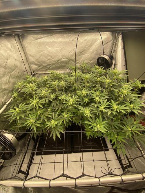 Fruit and Gas. Week 7