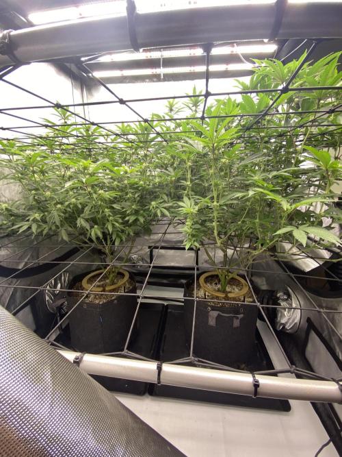 Fruit and Gas. Week 7