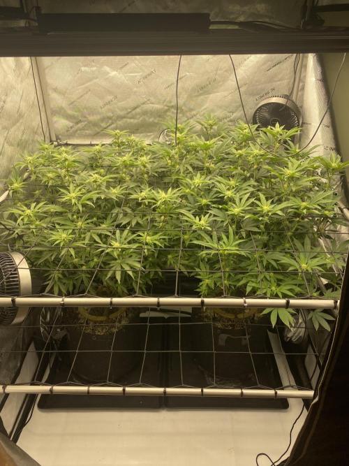 Fruit and Gas. Week 7