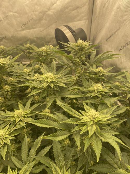 Fruit and Gas. Week 8