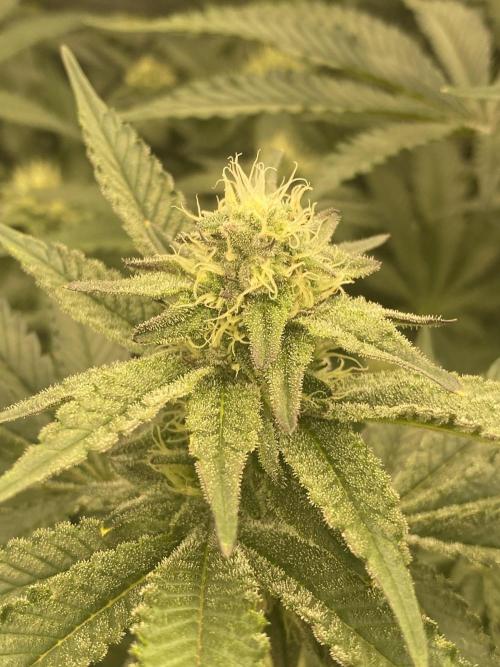 Fruit and Gas. Week 8