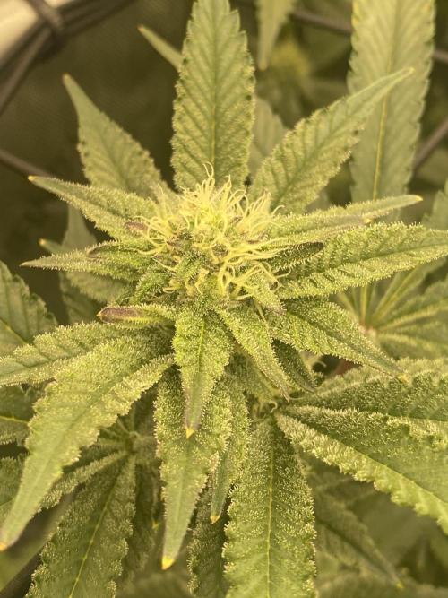 Fruit and Gas. Week 8