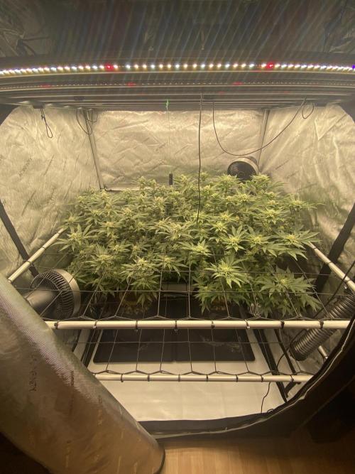 Fruit and Gas. Week 8