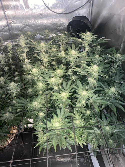 Fruit and Gas. Week 8