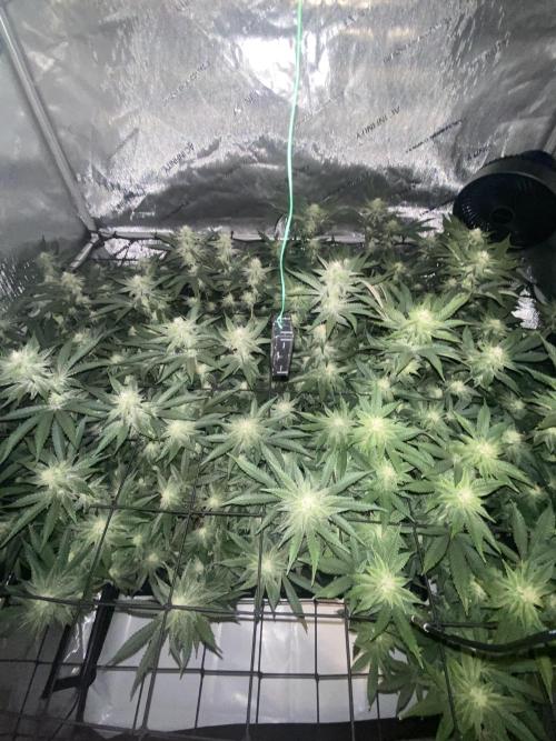 Fruit and Gas. Week 8