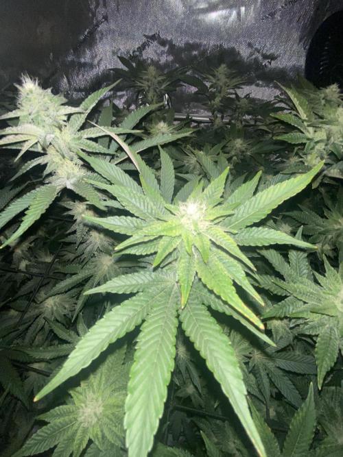 Fruit and Gas. Week 8