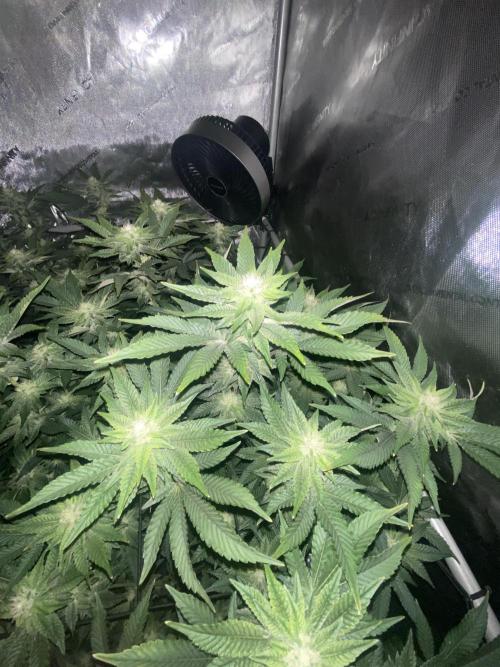 Fruit and Gas. Week 8