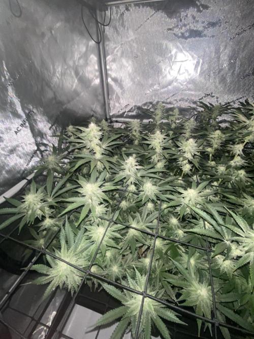 Fruit and Gas. Week 8