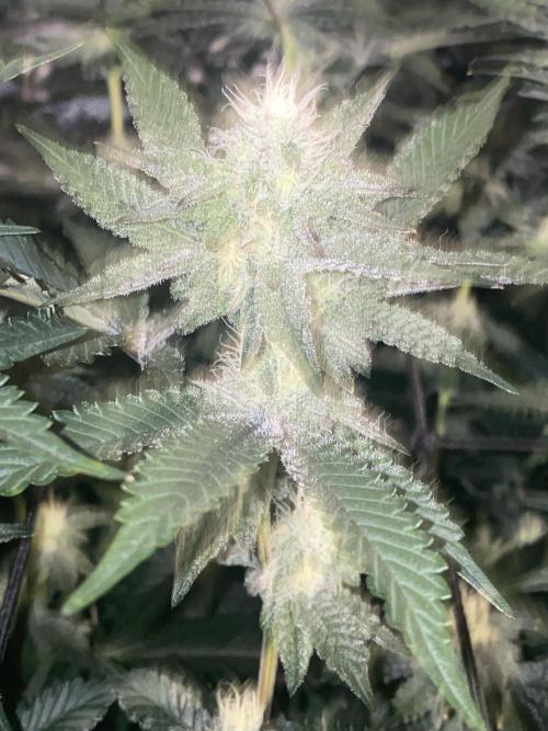 Fruit and Gas. Week 8