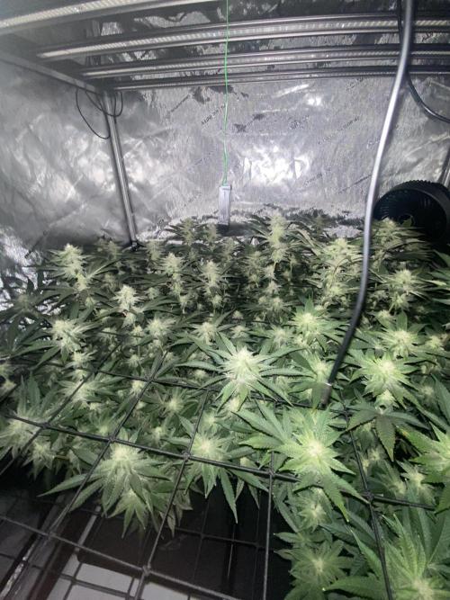 Fruit and Gas. Week 8