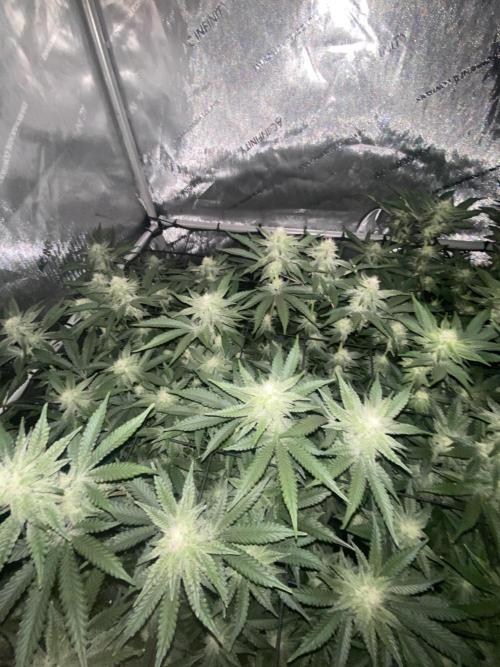 Fruit and Gas. Week 8