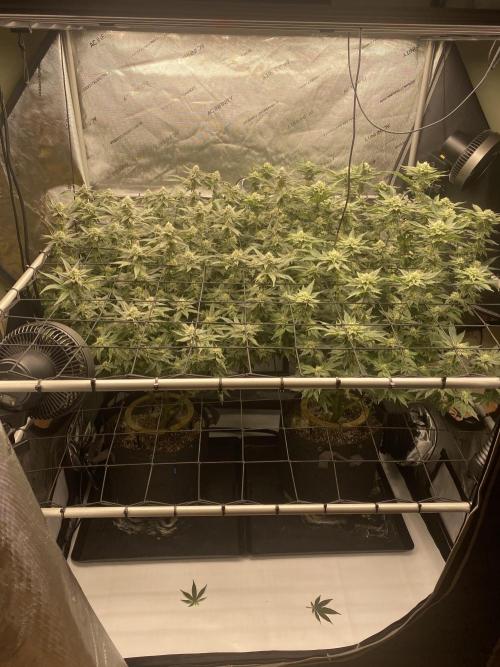 Fruit and Gas. Week 9