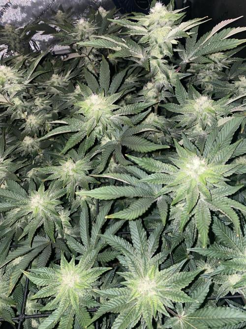 Fruit and Gas. Week 9