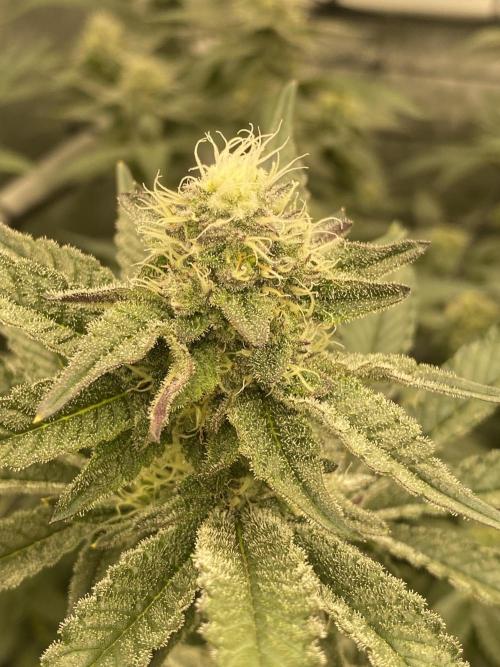 Fruit and Gas. Week 9 - BBS 