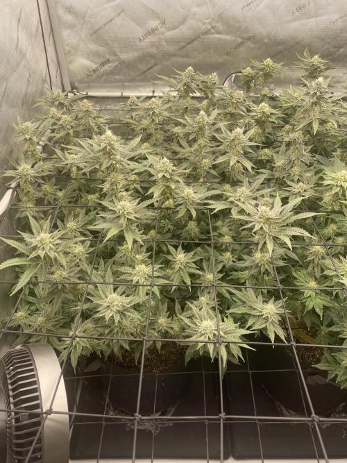 Fruit and Gas. Week 9 - BBS 