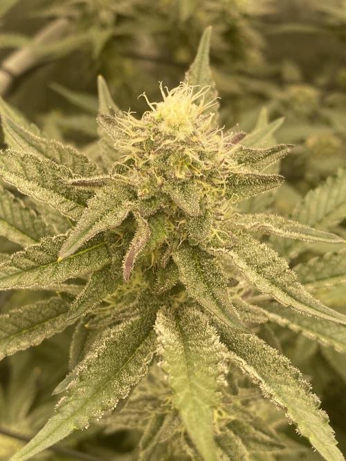 Fruit and Gas. Week 9 - BBS 