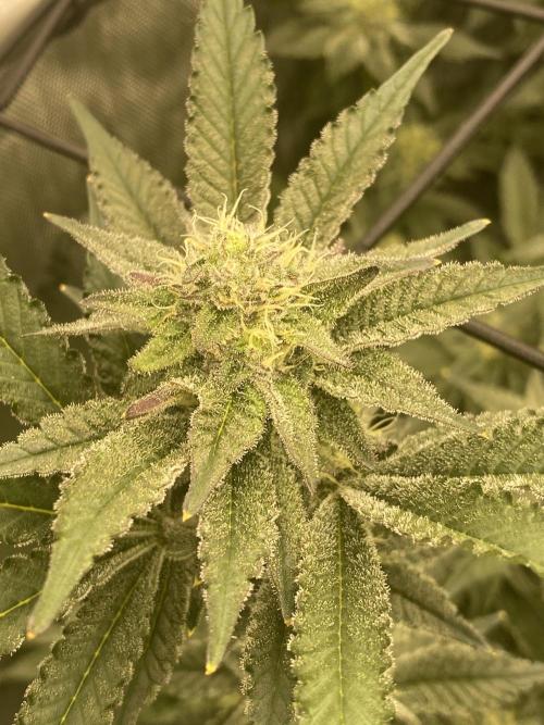 Fruit and Gas. Week 9 - BBS 