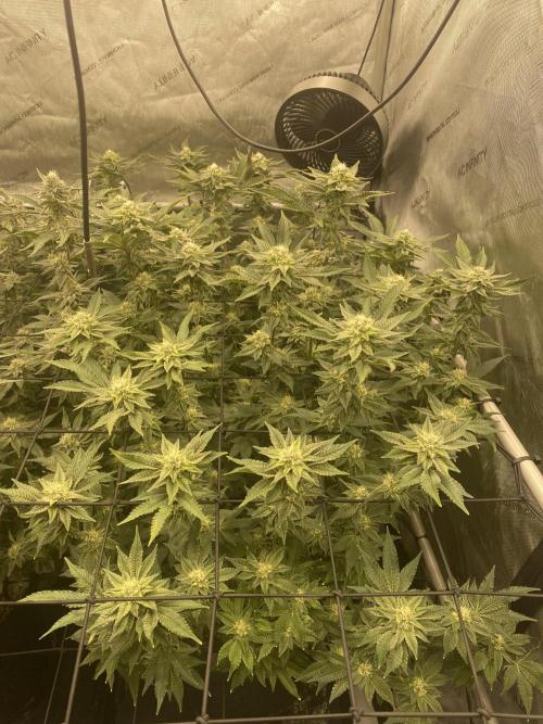 Fruit and Gas. Week 9 - PM