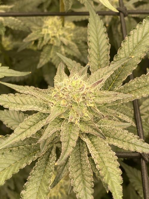 Fruit and Gas. Week 9 - BBS