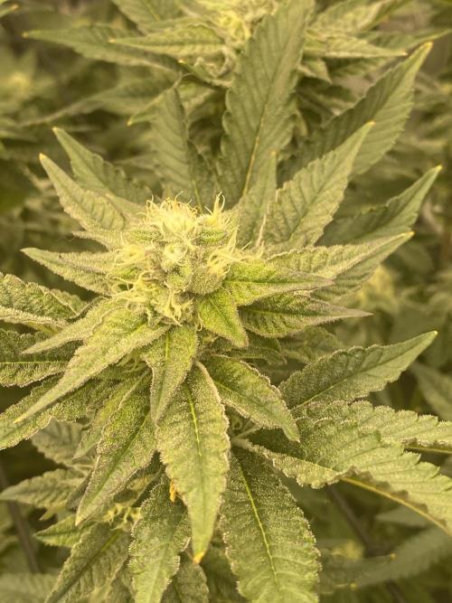 Fruit and Gas. Week 9 - BBS 