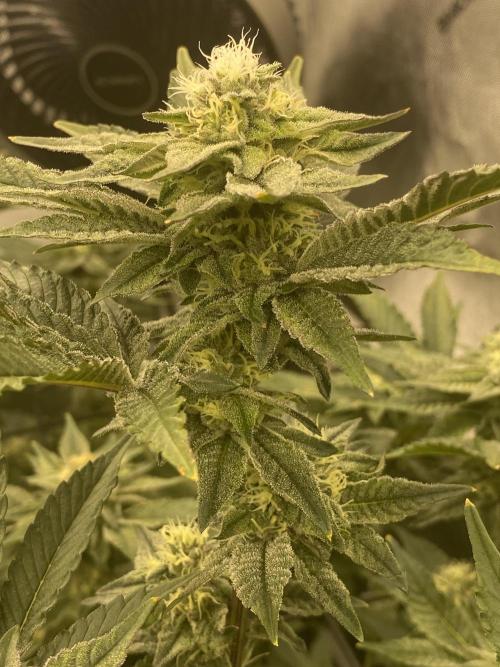 Fruit and Gas. Week 9 - PM