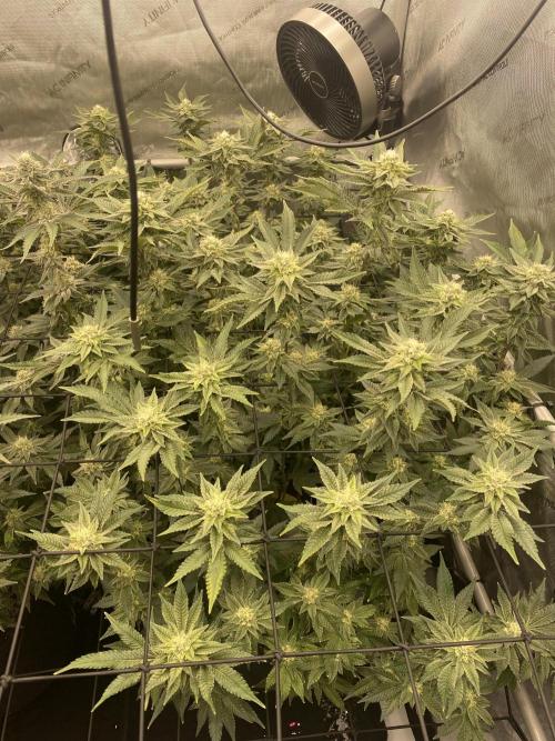 Fruit and Gas. Week 9 - PM