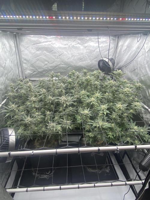 Fruit and Gas. Week 9