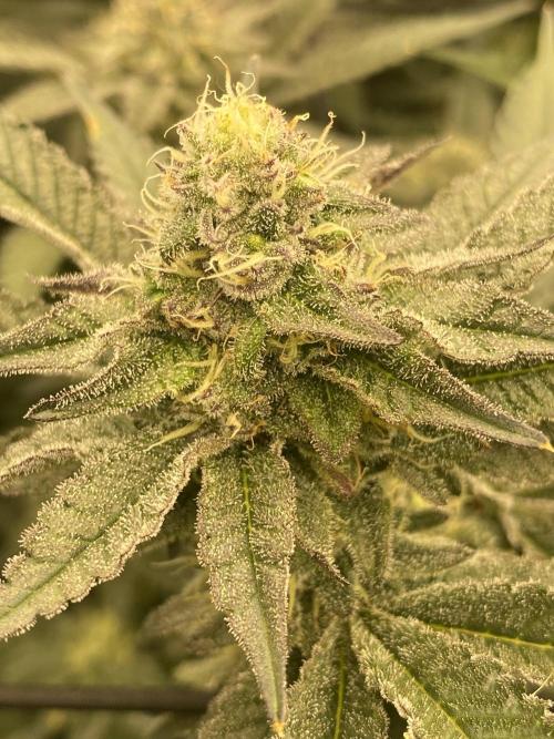 Fruit and Gas. Week 9