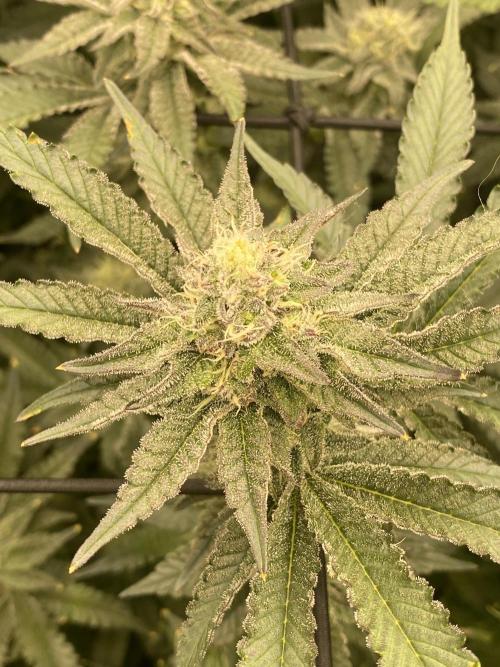 Fruit and Gas. Week 9