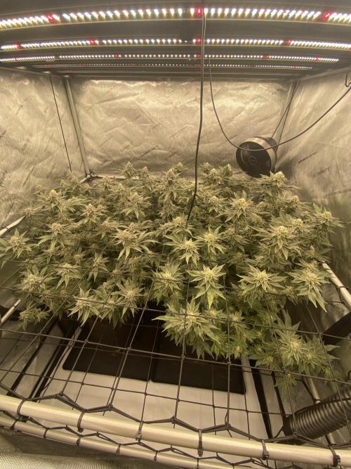 Fruit and Gas. Week 10 - Full tent 