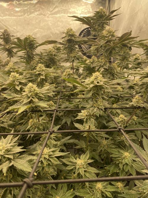 Fruit and Gas. Week 10 - Permanent marker 