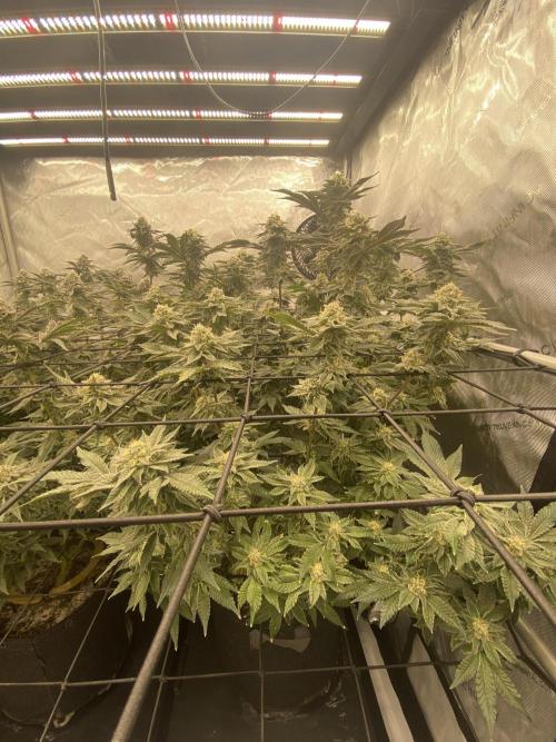 Fruit and Gas. Week 10 - Permanent marker