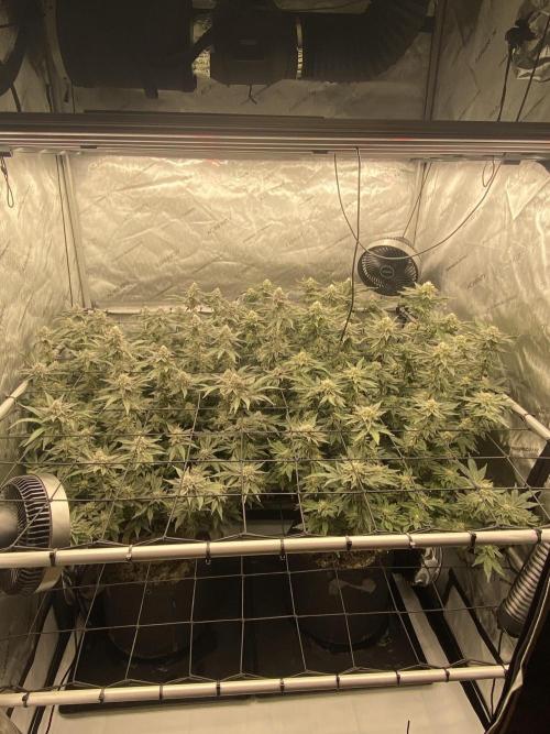 Fruit and Gas. Week 10 - Family shot 