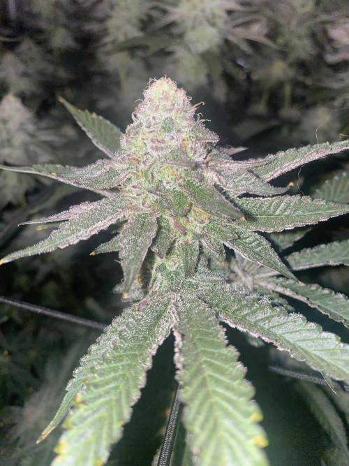 Fruit and Gas. Week 10 - Blueberry sugar 