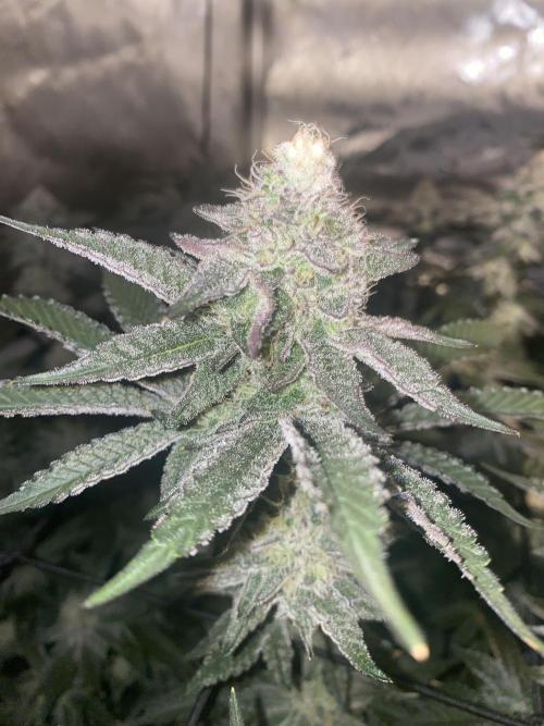 Fruit and Gas. Week 10 - Blueberry sugar 