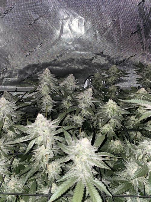 Fruit and Gas. Week 10 - Blueberry sugar 