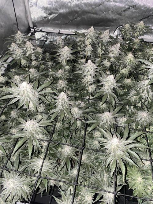 Fruit and Gas. Week 10 - Blueberry sugar 