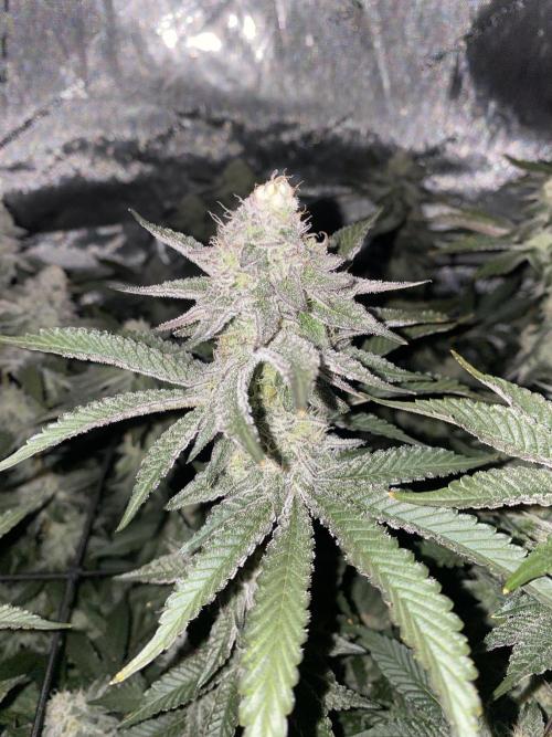 Fruit and Gas. Week 10 - Blueberry sugar