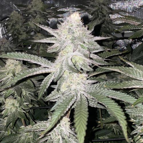 Fruit and Gas. Week 10 - Blueberry sugar 