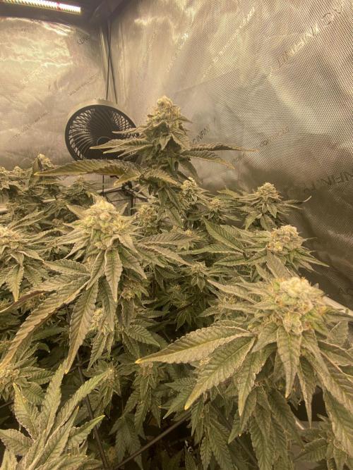 Fruit and Gas. Week 11 - Permanent marker