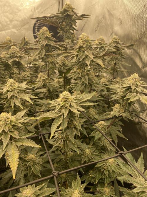 Fruit and Gas. Week 11 - Permanent marker