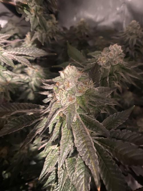 Fruit and Gas. Week 11 - Permanent marker 