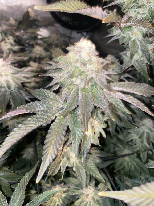 Fruit and Gas. Week 11 - Permanent marker 