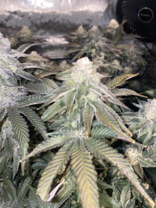 Fruit and Gas. Week 11 - Permanent marker 