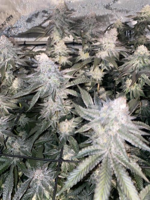 Fruit and Gas. Week 11 - BB sugar 