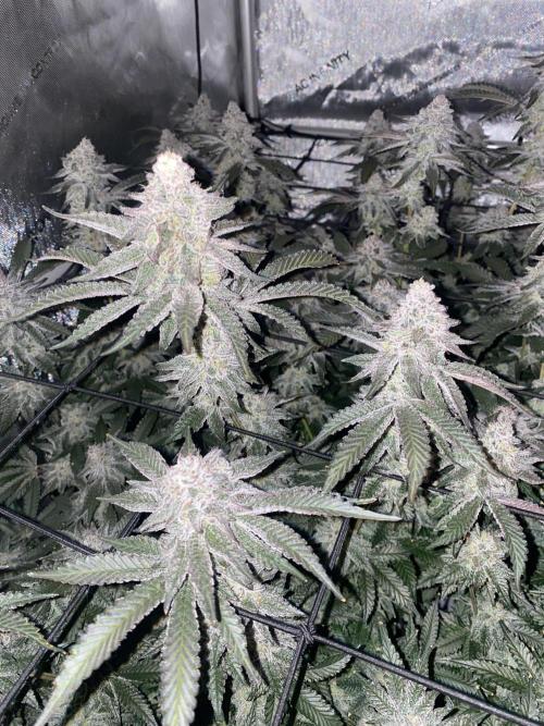 Fruit and Gas. Week 11 - BB sugar 