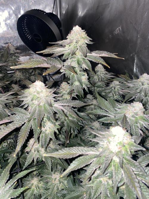 Fruit and Gas. Week 11 - Permanent marker 