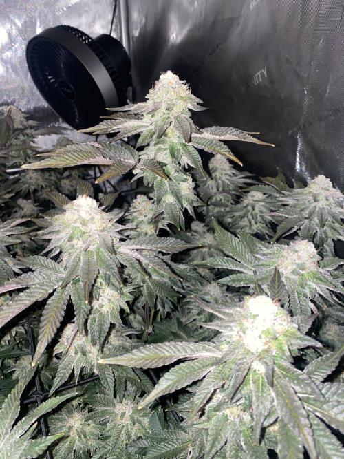 Fruit and Gas. Week 11