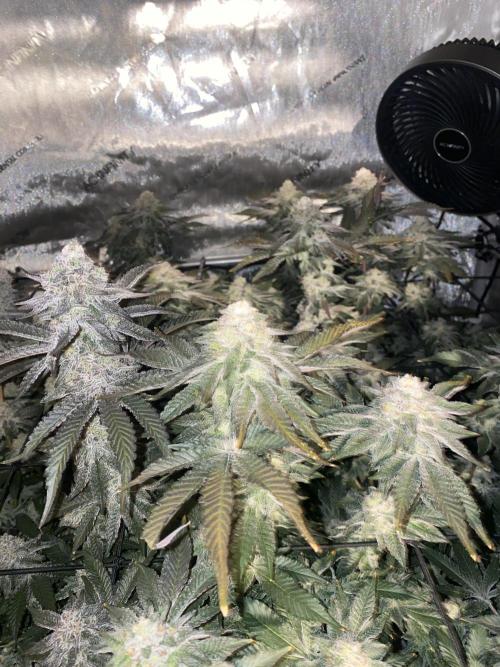 Fruit and Gas. Week 11 - Middle tent 