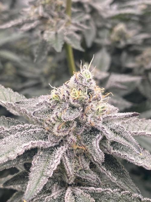 Fruit and Gas. Week 11 - BB sugar lower